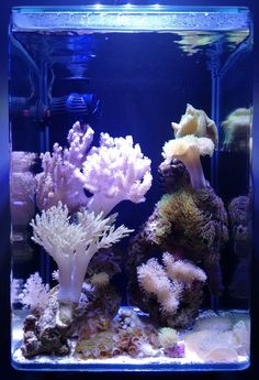 an aquarium filled with lots of different types of corals