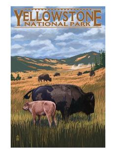 the yellowstone national park poster is shown with two buffalos and other animals in the background