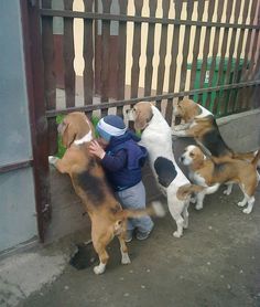 a little boy that is petting some dogs