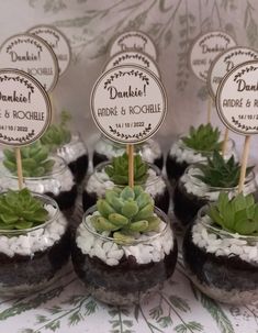 there are many small plants in glass vases with labels on the top and bottom