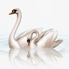 two white swans are swimming in the water