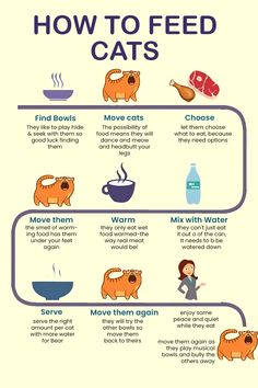 Feeding your feline friends can be a chaotic adventure! This infographic humorously captures the reality of feeding multiple cats, from their playful antics to their finicky preferences. A must-share for any cat owner who can relate! #CatFeeding #CatFood #CatLife #CatHumor #FunnyCats Multiple Cats, Just Eat It, Cat Feeding, Cat Owner, Cat Owners, Pet Store, Cat Food, Cat Life, Pet Accessories