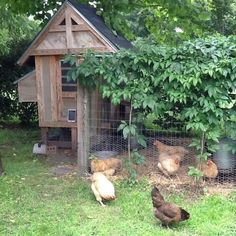 several chickens are standing in the grass near a chicken coop