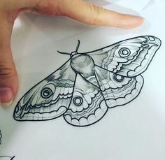 a drawing of a moth on top of a piece of paper with a hand pointing at it