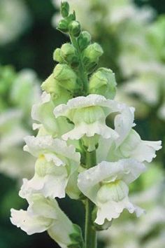 the white flowers are blooming in the garden