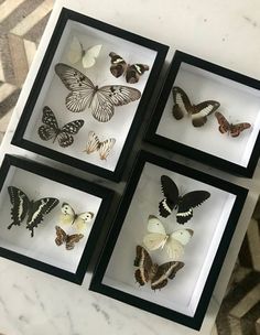 four framed butterflies sitting on top of a white table next to a zebra print rug