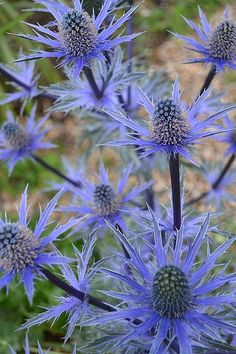 some blue flowers are growing in the grass