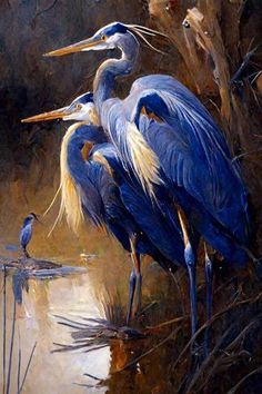 two blue herons are standing in the water