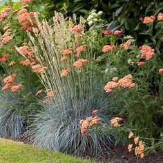 some very pretty flowers and plants in the grass