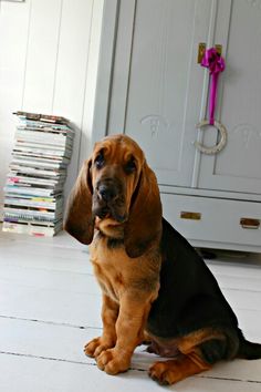 a brown and black dog sitting on top of a white floor next to a stack of books