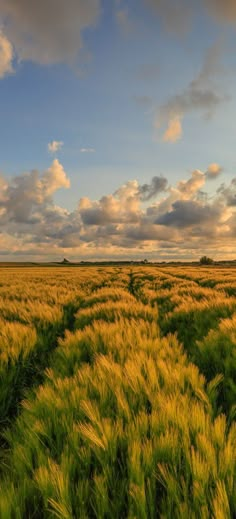 a large field full of green grass under a cloudy blue sky with clouds in the distance