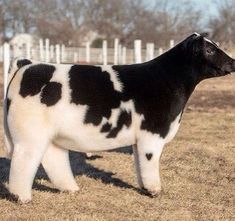 a black and white cow standing on top of a dry grass field