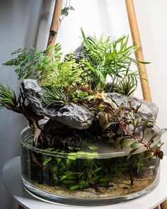 a glass bowl filled with plants on top of a white table next to a ladder