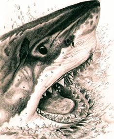 a drawing of a great white shark with its mouth open and it's teeth showing