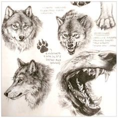 some drawings of wolfs with their mouths open