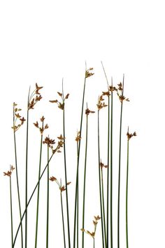 some very pretty flowers with long stems in front of a white background and one is yellow