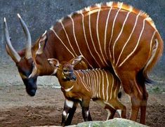 an adult and baby antelope standing next to each other