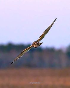 an owl flying through the air with its wings spread