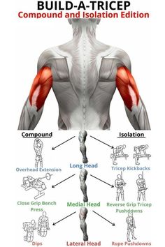 the back view of a man's upper body with muscles highlighted and labeled in red