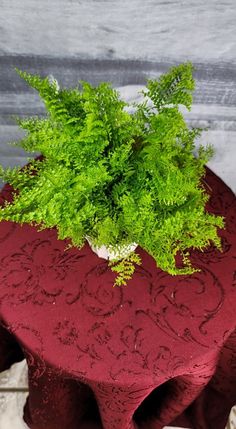 a green plant sitting on top of a red table