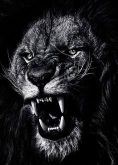 a black and white photo of a lion's face with it's mouth open