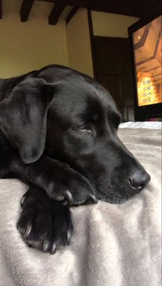 a large black dog laying on top of a bed