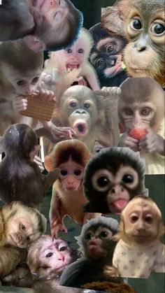 many different pictures of monkeys with their mouths open