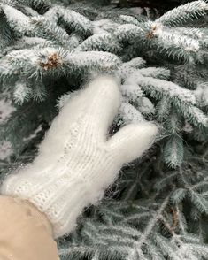 someone is holding their mitts up to the top of a pine tree with snow on it