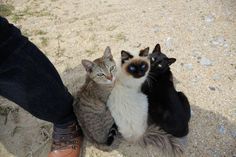 three cats sitting next to each other on top of a dirt ground near a person's feet