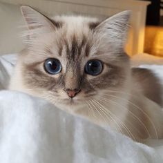 a close up of a cat laying on a bed with white sheets and blue eyes