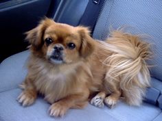 a small dog sitting in the back seat of a car