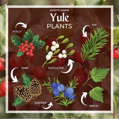 an image of plants that are labeled in the language yule and pine, mistlet, cranberry, pine cone