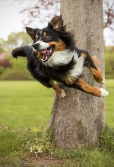 a dog jumping up into the air to catch a frisbee