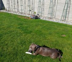 a dog laying on the grass with a frisbee in it's mouth