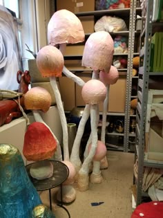 several different types of mushrooms on display in a room with shelves and other items behind them