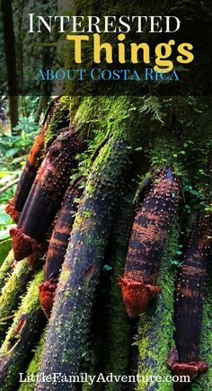 moss covered trees with the words interested things about costa rica on it's side