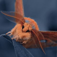 a close up of a small bird on a branch with it's wings spread