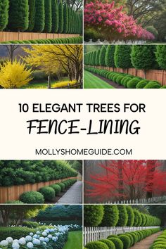 different types of trees and shrubs with text overlay that reads 10 elegant trees for fence - lining