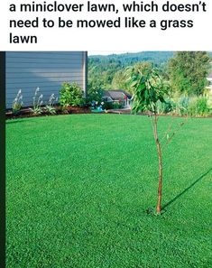 a small tree is growing in the middle of a lawn that has been mowed