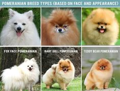 there are many different types of pomeranian dogs