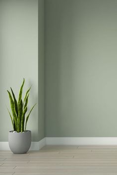 Oak Floors with Sage Wall Color Grey Floor Green Wall, Sage Wall Color, Scandi Hallway, Best Wall Paint, Light Green Walls, Green Wall Color, Green Painted Walls, Olive Green Walls