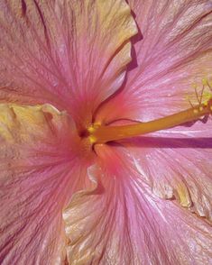 a pink flower with yellow stamens is shown in close up view from above