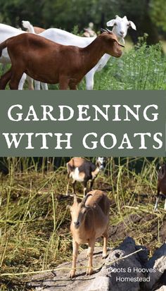 the cover of gardening with goats