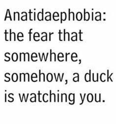 an image with the words anatiaepphobia, the fear that somewhere, somehow, a duck is watching you