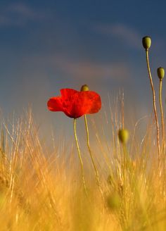 a red flower is in the middle of some tall grass with blue sky behind it