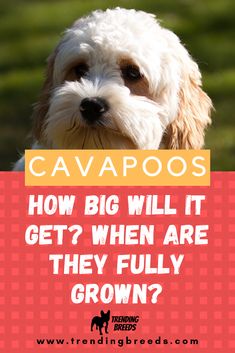 a small white dog with the words cavapooos on it's forehead