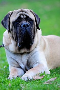 a large dog laying on top of a lush green field