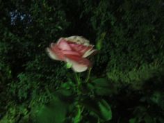 a single pink rose is in the middle of some green bushes and trees at night