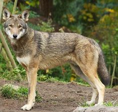 a gray wolf standing on top of a dirt field next to green grass and trees