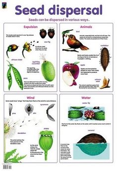 seed dispensal poster showing different types of plants